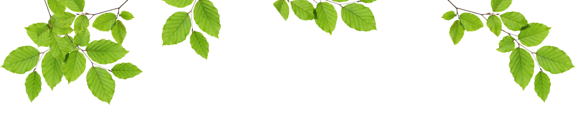Header - Äste mit Blätter Header - Äste mit Blätter